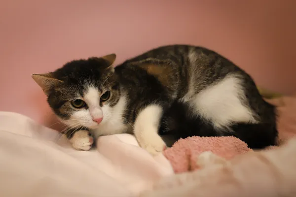 Kot do adopcji, Sosnowiec, 21 października 2025 (1/5)