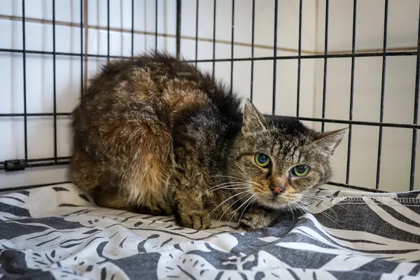 Kot do adopcji, Sosnowiec, 7 października 2025 (1/4)