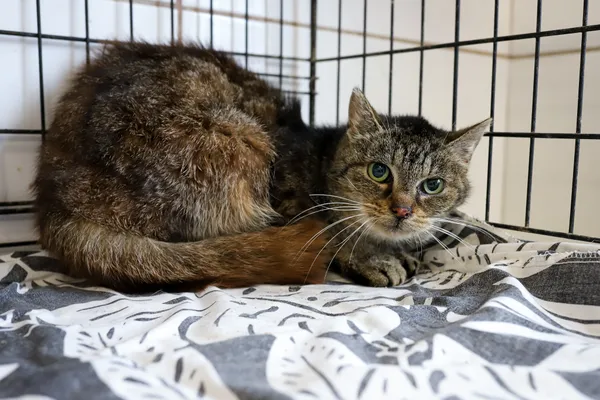 Kot do adopcji, Sosnowiec, 7 października 2025 (2/4)