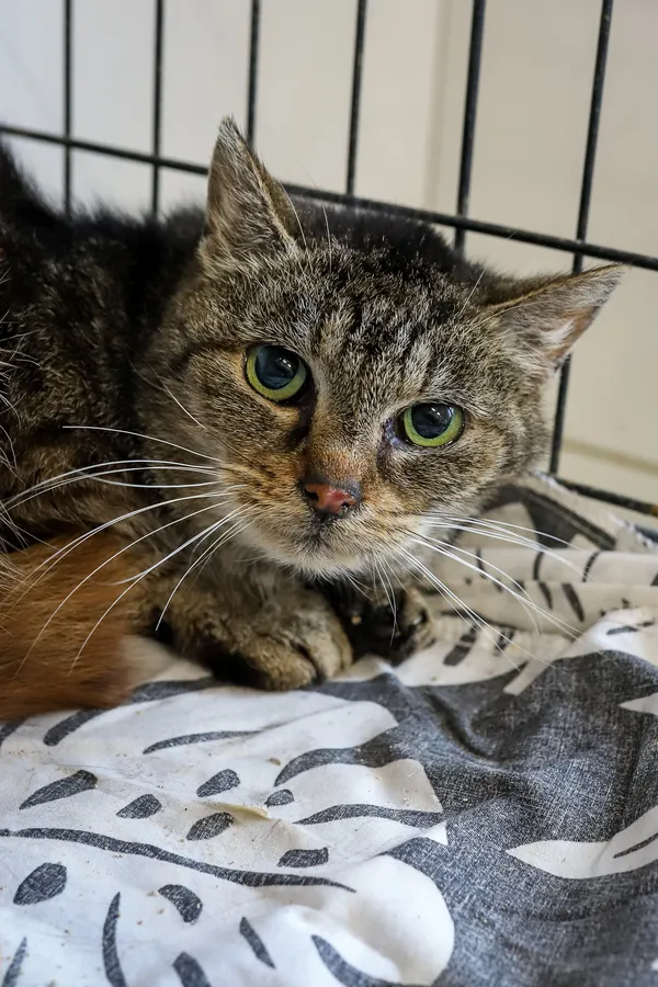 Kot do adopcji, Sosnowiec, 7 października 2025 (3/4)