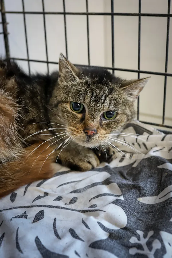 Kot do adopcji, Sosnowiec, 7 października 2025 (4/4)