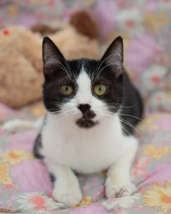 Kot do adopcji, Sosnowiec, 14 września 2025 (1/5)