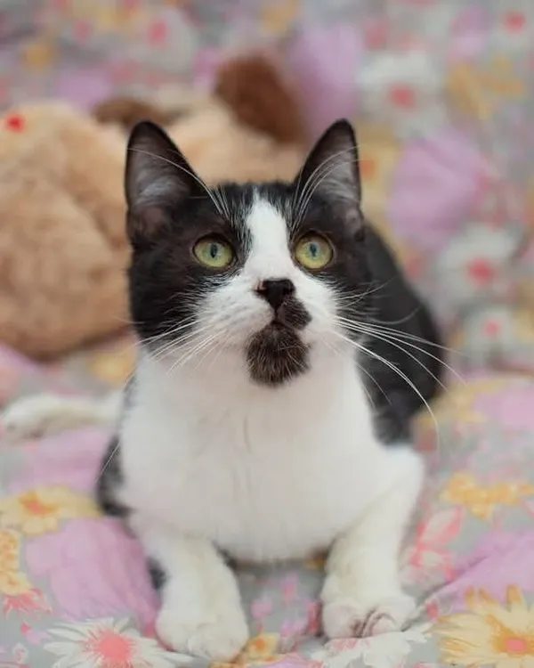 Kot do adopcji, Sosnowiec, 14 września 2025 (2/5)