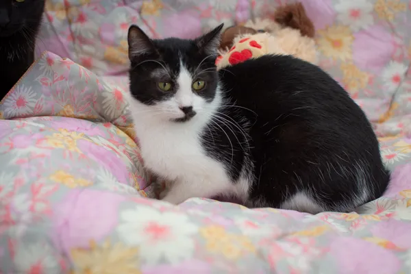 Kot do adopcji, Sosnowiec, 14 września 2025 (3/5)