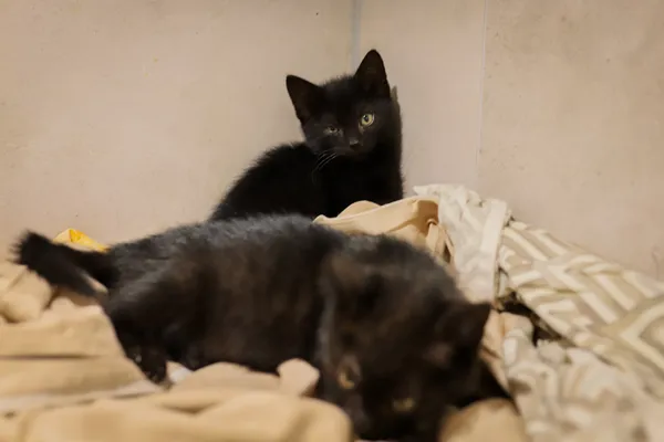 Kot do adopcji, Sosnowiec, 22 września 2025 (2/5)