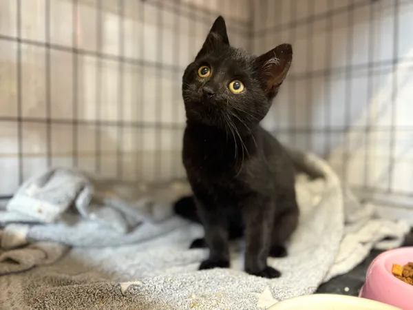 Kot do adopcji, Sosnowiec, 24 września 2025 (1/3)