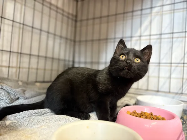 Kot do adopcji, Sosnowiec, 24 września 2025 (3/3)