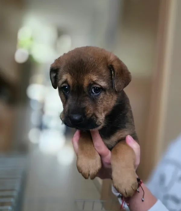 Znaleziono psa, Gdańsk, 18 listopada 2025