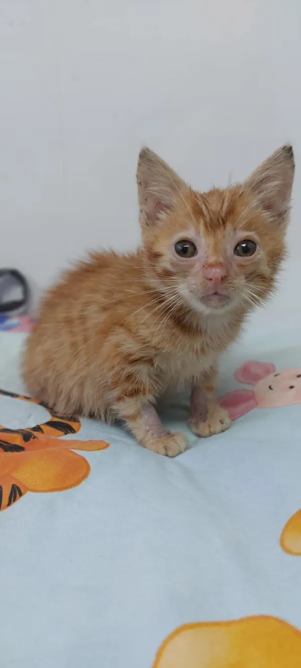 Oddam kota, Szłapy, 19 listopada 2025 (2/2)