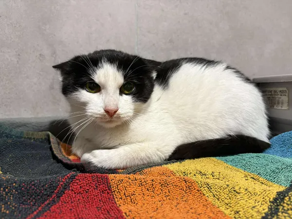 Znaleziono kota, Sosnowiec, 15 listopada 2025