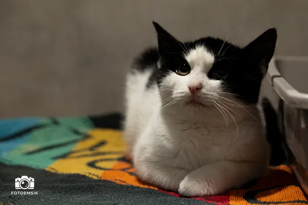 Znaleziono kota, Sosnowiec, 15 listopada 2025 (1/4)