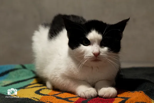 Znaleziono kota, Sosnowiec, 15 listopada 2025 (4/4)