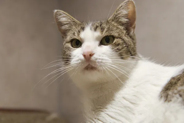 Znaleziono kota, Sosnowiec, 16 października 2025 (2/5)