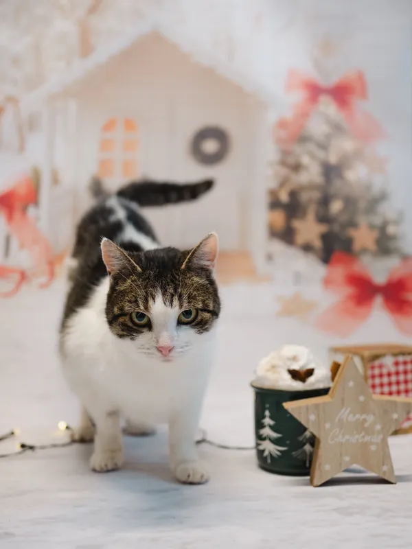 Znaleziono kota, Sosnowiec, 16 października 2025 (4/5)