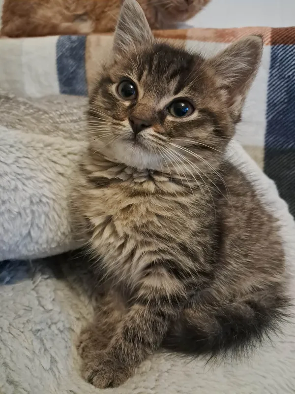 Znaleziono kota, Sosnowiec, 23 października 2025 (5/5)