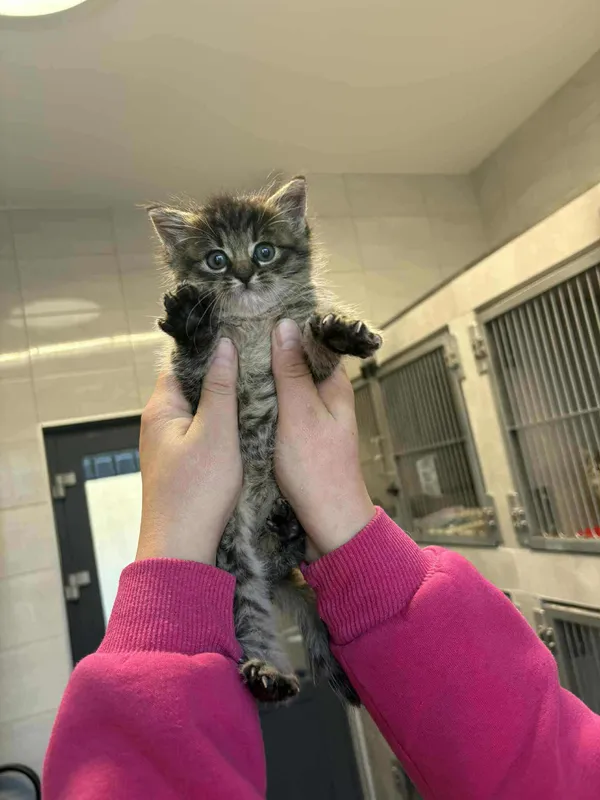 Znaleziono kota, Sosnowiec, 23 października 2025 (1/5)