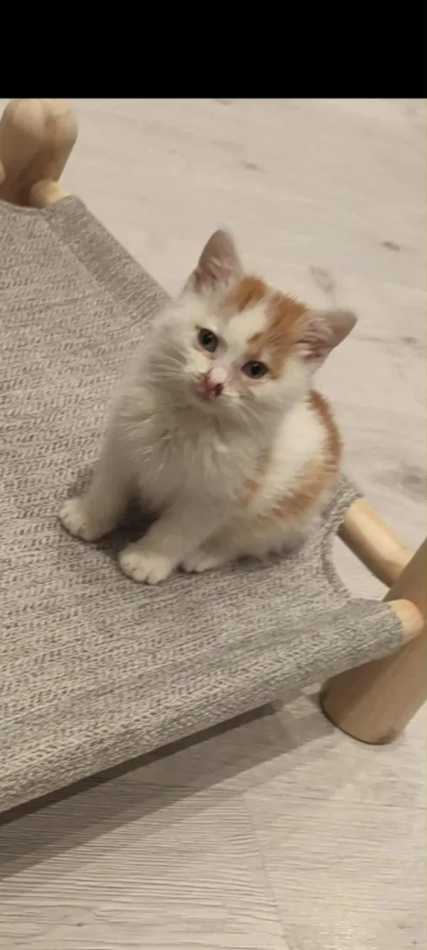 Znaleziono kota, Sosnowiec, 10 października 2025 (1/2)