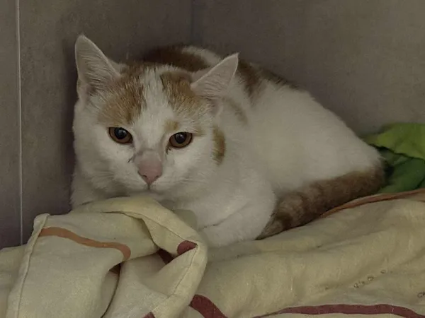 Znaleziono kota, Sosnowiec, 27 października 2025 (1/2)