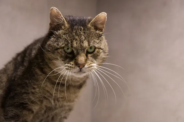 Znaleziono kota, Sosnowiec, 1 października 2025 (3/3)