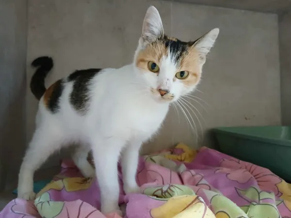 Znaleziono kota, Sosnowiec, 25 października 2025