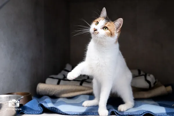 Znaleziono kota, Sosnowiec, 25 października 2025 (1/2)