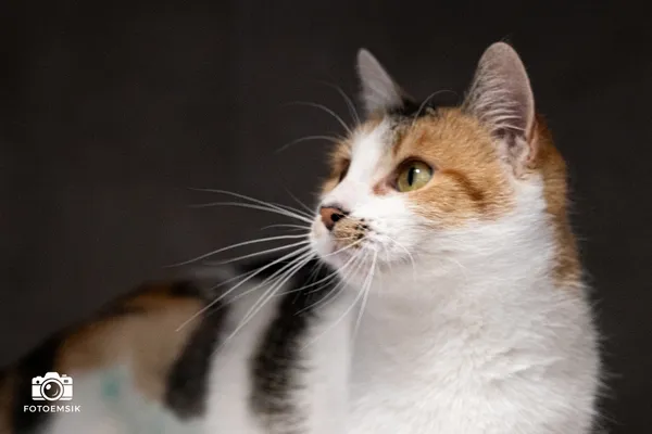 Znaleziono kota, Sosnowiec, 25 października 2025 (2/2)