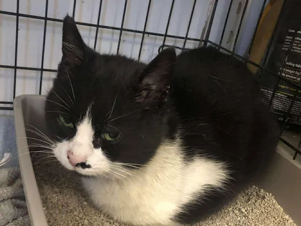 Znaleziono kota, Sosnowiec, 7 listopada 2025