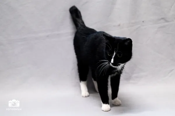 Znaleziono kota, Sosnowiec, 10 listopada 2025 (1/5)