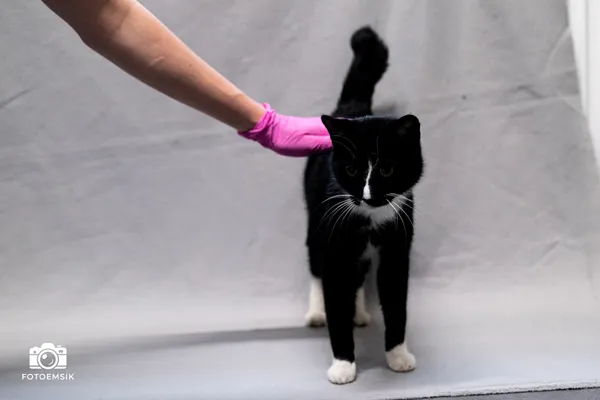 Znaleziono kota, Sosnowiec, 10 listopada 2025 (2/5)