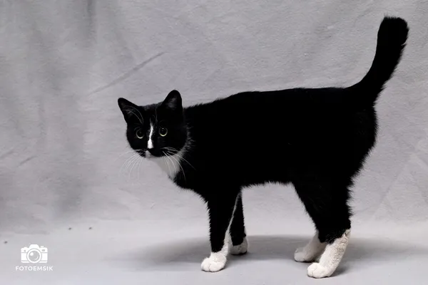 Znaleziono kota, Sosnowiec, 10 listopada 2025 (5/5)