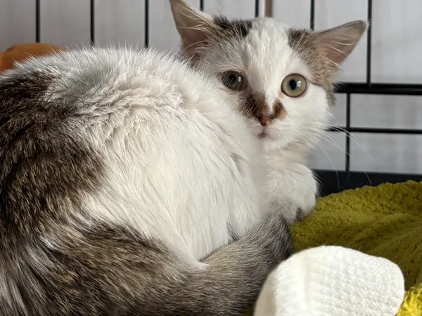 Znaleziono kota, Sosnowiec, 8 listopada 2025