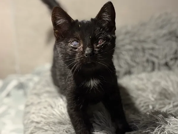 Znaleziono kota, Sosnowiec, 11 listopada 2025 (1/5)