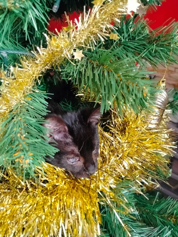 Znaleziono kota, Sosnowiec, 11 listopada 2025 (4/5)