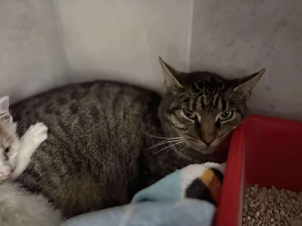 Znaleziono kota, Sosnowiec, 12 listopada 2025