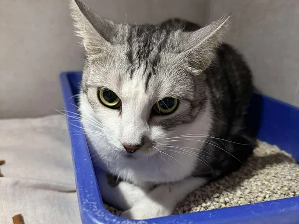 Znaleziono kota, Sosnowiec, 13 listopada 2025