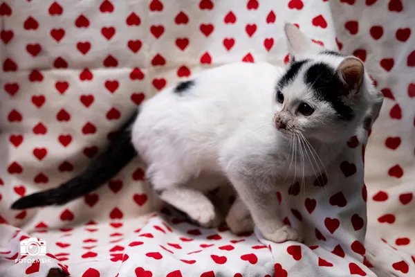 Znaleziono kota, Sosnowiec, 29 października 2025 (1/5)