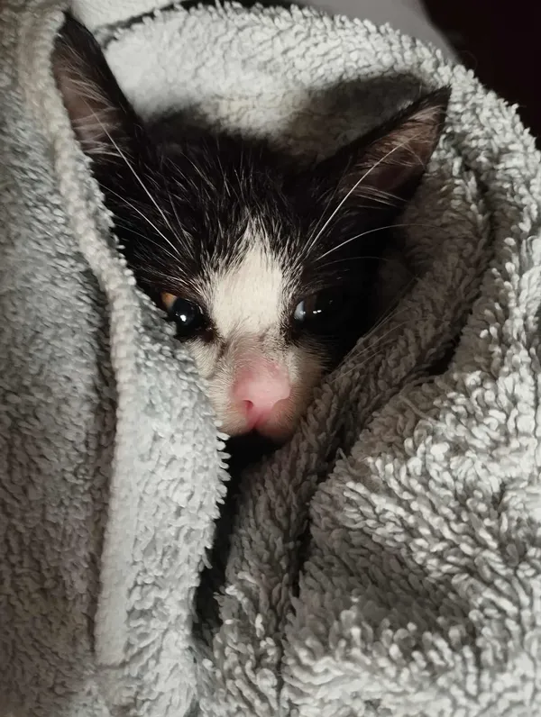 Znaleziono kota, Sosnowiec, 23 października 2025 (2/3)