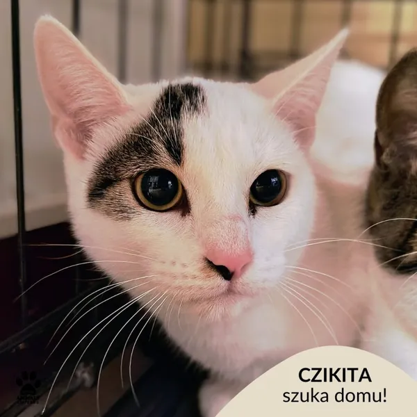Kot do adopcji, Gdynia, 19 listopada 2025 (1/3)