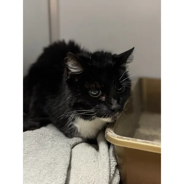 Znaleziono kota, Białystok, 10 listopada 2025