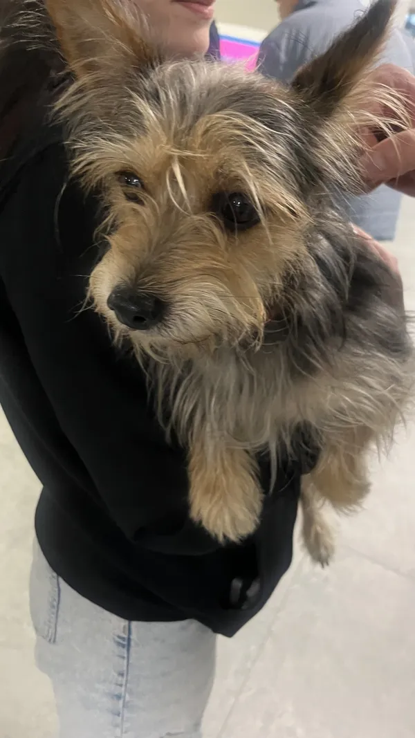 Znaleziono psa, Łódź, 18 listopada 2025