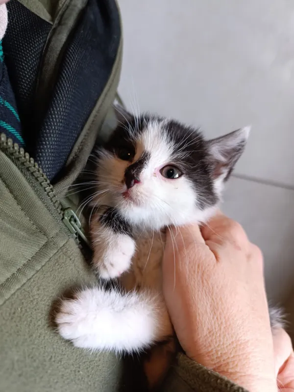 Kot do adopcji, Bełchatów, 28 października 2025 (1/5)