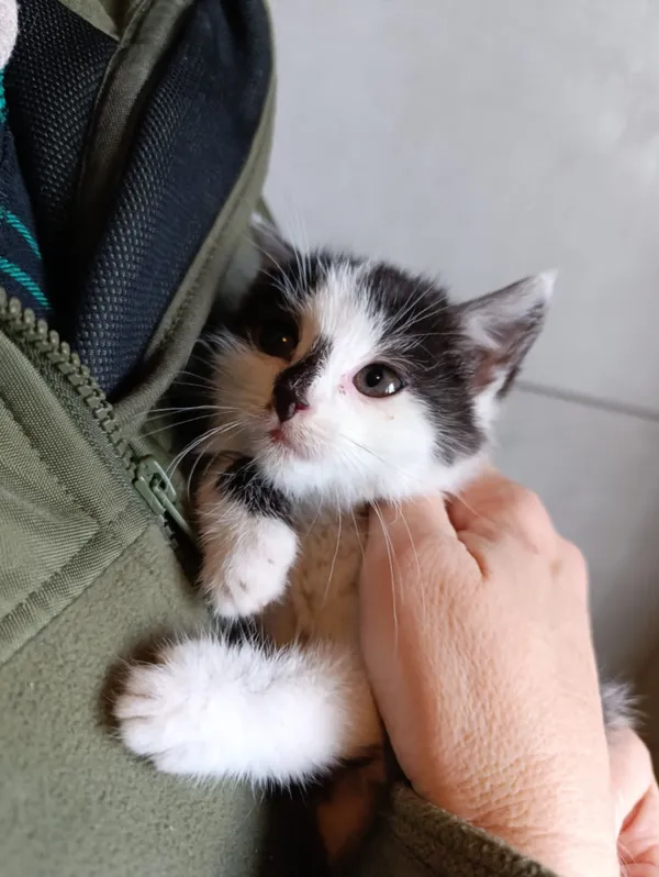 Kot do adopcji, Bełchatów, 28 października 2025 (3/5)