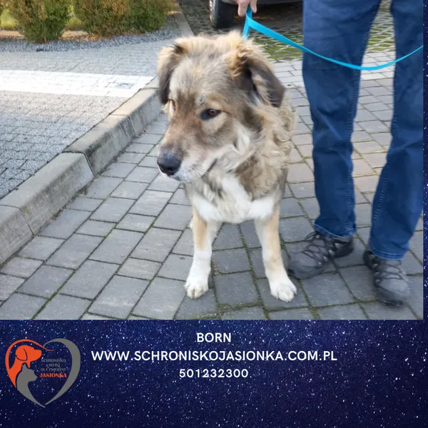 Pies do adopcji, Dębniak, 19 listopada 2025