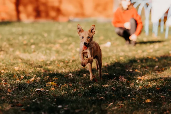 Pies do adopcji, Czartki, 18 listopada 2025 (4/5)
