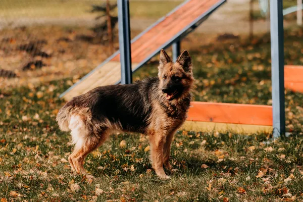 Pies do adopcji, Czartki, 19 listopada 2025 (1/5)