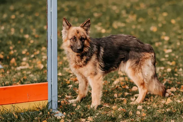 Pies do adopcji, Czartki, 19 listopada 2025 (4/5)