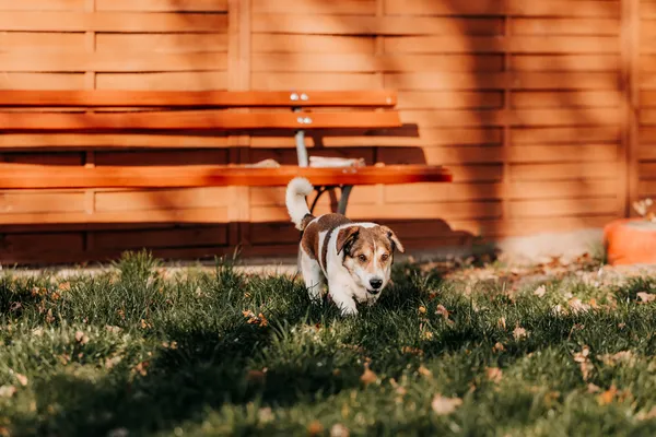 Pies do adopcji, Czartki, 18 listopada 2025 (1/5)