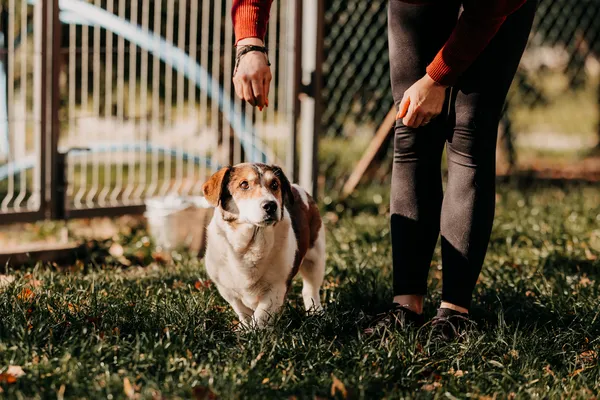 Pies do adopcji, Czartki, 18 listopada 2025 (4/5)