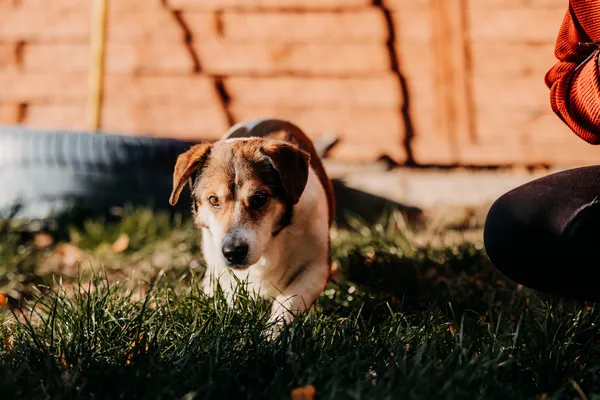 Pies do adopcji, Czartki, 18 listopada 2025 (3/5)