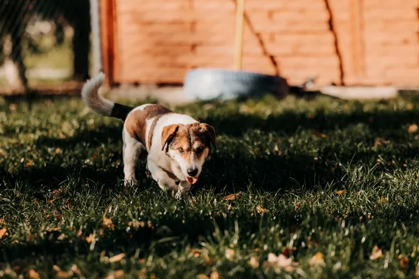 Pies do adopcji, Czartki, 18 listopada 2025 (5/5)